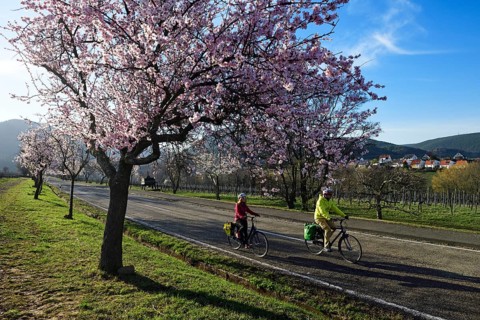 Cyclists ride through an all blossoming almond tree