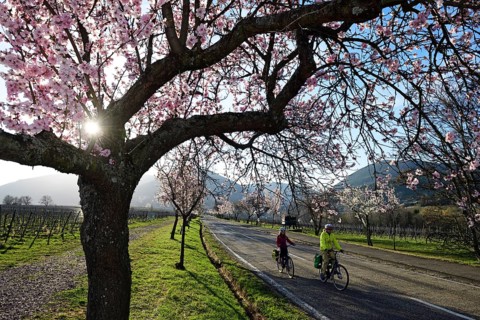 Cyclists ride through an all blossoming almond tree