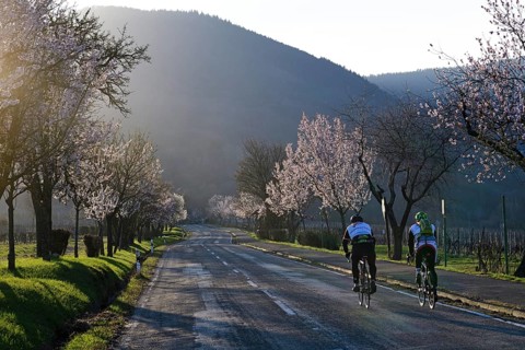 Racing cyclists ride through an all blossoming almond tree