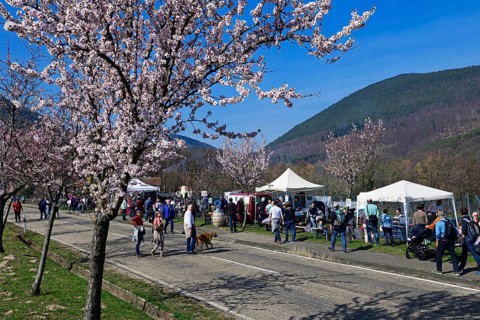 Almond blossom and wine festival in Gimmeldingen