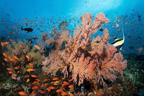 Swarm of various Anthias (Anthiinae) swimming above coral reef
