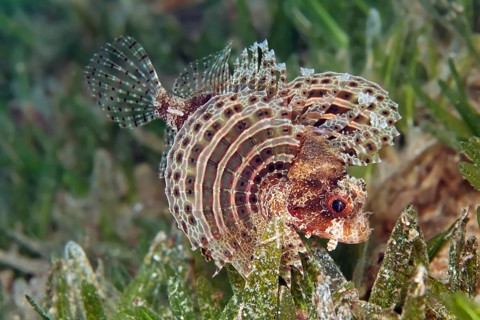 Fuzzy dwarf lionfish (Dendrochirus bracxypterus) on seagrass