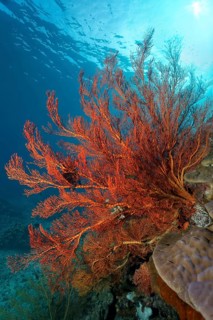 Large knotted fan coral (Melithaea ochracea) on coral reef