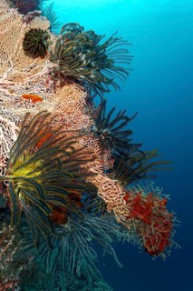 Gorgonian (Anella sp.) inhabited by feather stars (Crinoidea)