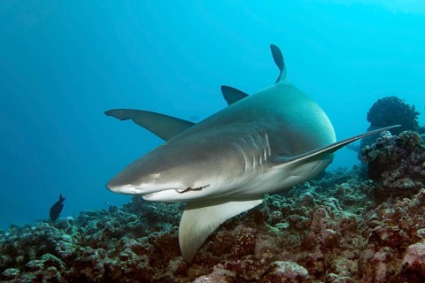 Sicklefin lemon shark (Negaprion acutidens) swimming over coral reef