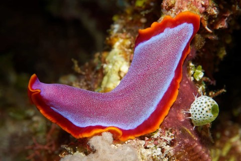 Fuchsia flatworm (Pseudoceros ferrugineus)