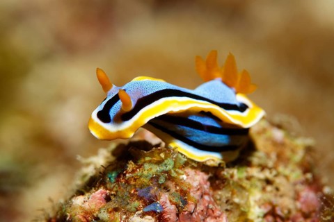 Chromodoris annae (Chromodoris annae)
