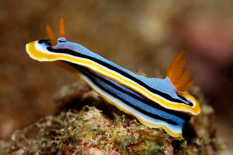 Chromodoris annae (Chromodoris annae)
