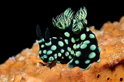 Variable neon slug (Nembrotha kubaryana) on sponge (Porifera)