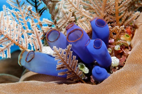 Blue club tunicate (Rhopalaea crassa) and Stinging hydroid (Aglaophenia cupressina)