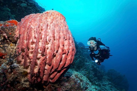 Diver viewes Riesenfasschwamm (Xestospongia muta)