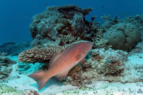 Coral trout