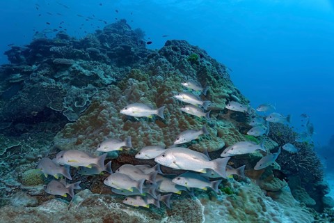 Swarm Russel's snapper (Lutjanus russellii) swimming over coral reef