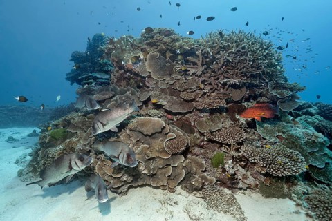 Swarm Harry sweetlips (Plectorhinchus gibbosus) on coral reef