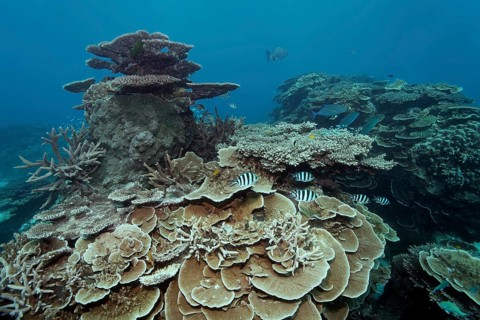 Hard corals