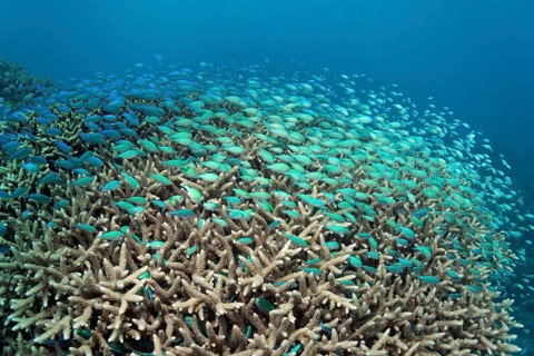 Swarm Green Chromis (Chromis viridis) over Acropora Coral (Acropora sp.)