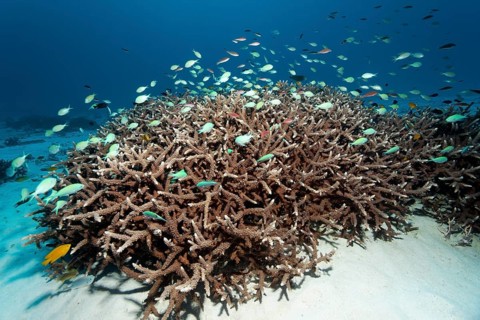 Swarm Green Chromis (Chromis viridis) over Agropora Coral (Agropora sp.) Great Barrier Reef