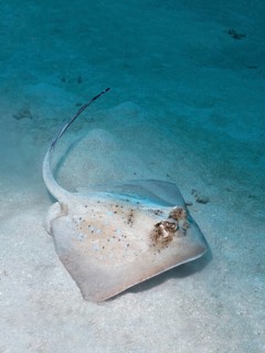 Grey stingray (maskray kuhlii) on sandy ground