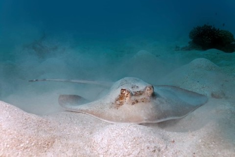 Grey stingray (maskray kuhlii) on sandy ground
