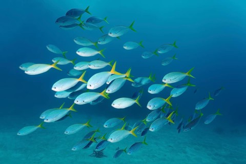 Swarm redbelly yellowtail fusilier (Caesio cuning)