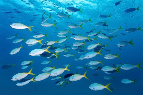 Swarm redbelly yellowtail fusilier (Caesio cuning)