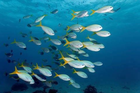 Swarm redbelly yellowtail fusilier (Caesio cuning)
