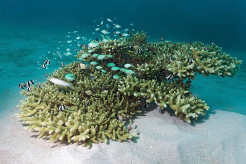 Small Acropora Coral (Acropora sp.) with various small fish