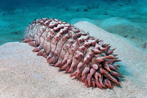 Thelenota Ananas (pineapple Thelenota) on sand
