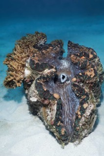 Giant Clam (Tridacna gigas) covered with soft coral (Cladiella sp.)