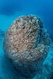 Large hard coral (Goniopora pearsoni)