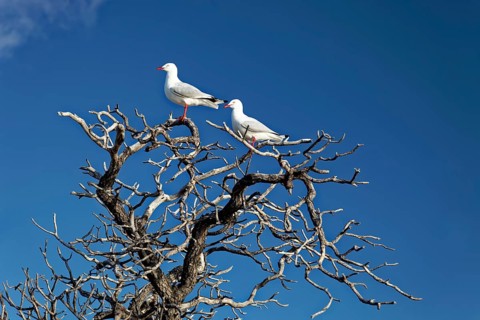 Silver gulls (Larus novaehollandiae) on dry tree