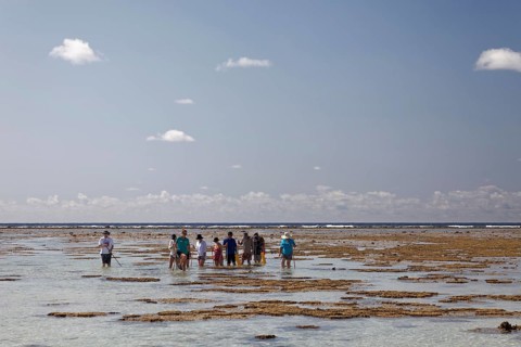 Tourists observe animals in rockpools