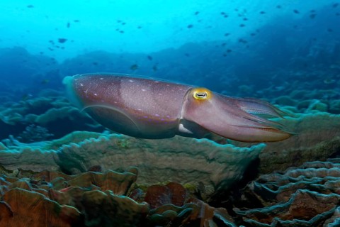 Broadclub cuttlefish (Sepia latimanus) swimming over coral reef