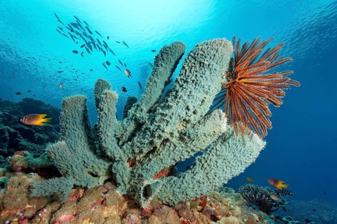 Green prickly tube sponge (Gelliodes sp.)