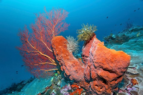 Coral reef with barrel sponge (Xestospongia sp.)