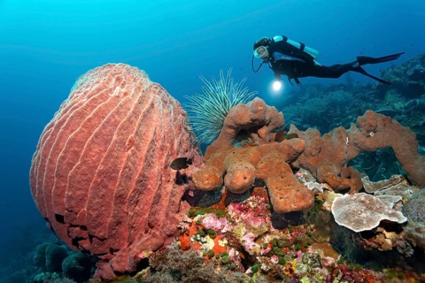 Diver observing barrel sponge (Xestospongia testudinaria) and Bennett's feather star (Oxycomanthus bennetti) on brown sponge (Desmapsamma sp.)
