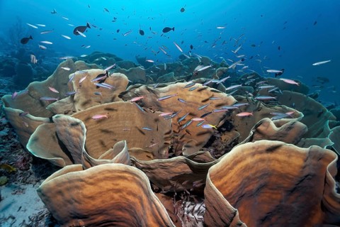 Disc coral (Turbinaria mesenterina)