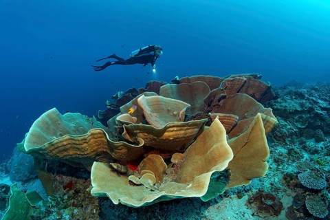 Diver observing large disc coral (Turbinaria mesenterina)