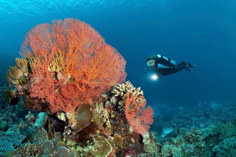 Diver observing coral