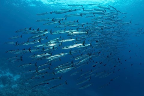 Shoal of Blackfin barracudas (Sphyraena qenie) swimming in open ocean