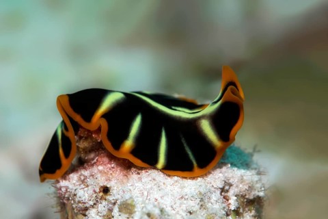 Divided flatworm (Pseudoceros cf dimidiatus)