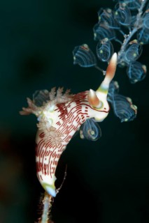 Sea slug