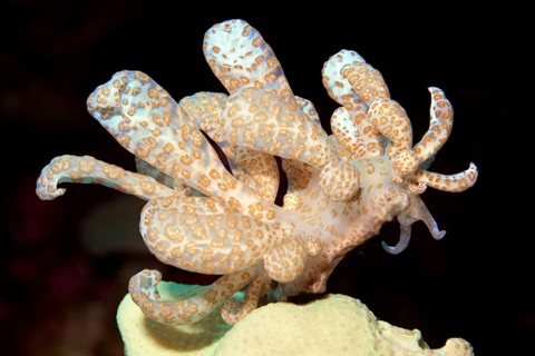 Solar-powered phyllodesmium (Phyllodesmium longicirrum) eating leather coral