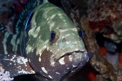 Camouflaged Grouper (Epinephelus polyphekadion)