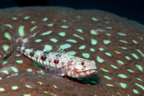 Variegated Lizardfish (Synodus variegatus) lying on stony coral