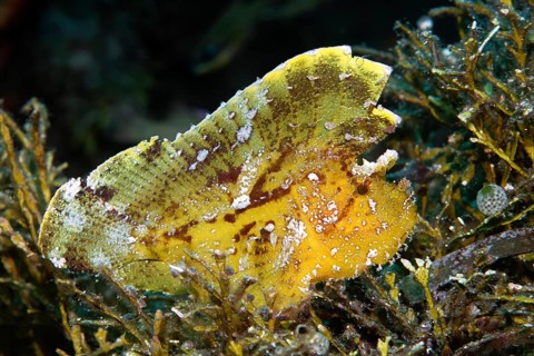 Paperfish (Taenianotus triacanthus)
