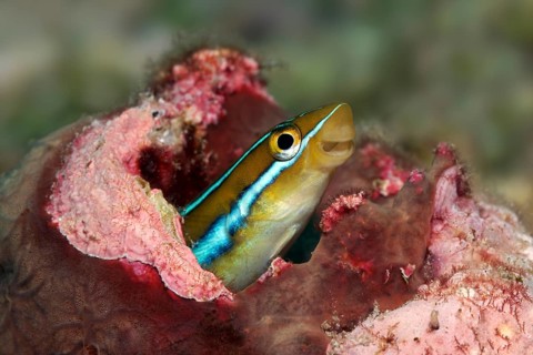 Bluestriped fangblenny (Plagiotremus rhinorhynchos) in hiding