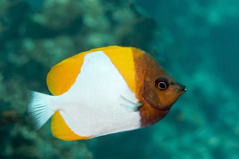 Yellow Pyramid Butterflyfish (Hemitaurichthys polylepis)