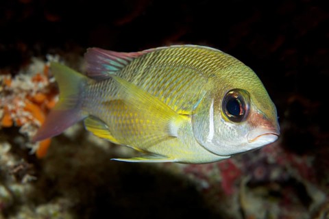 Pearly Monocle Bream (Scolopsis margaritifera)
