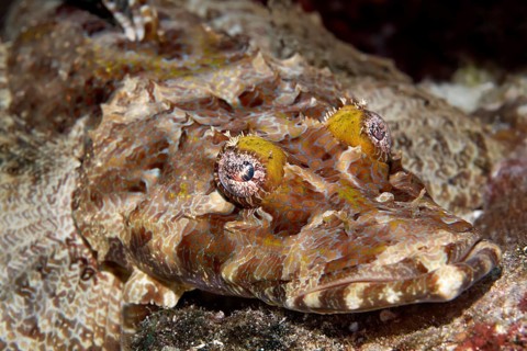 Crocodilefish (Cymbacephalus beauforti)